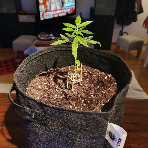 Easy growlog timeline photo