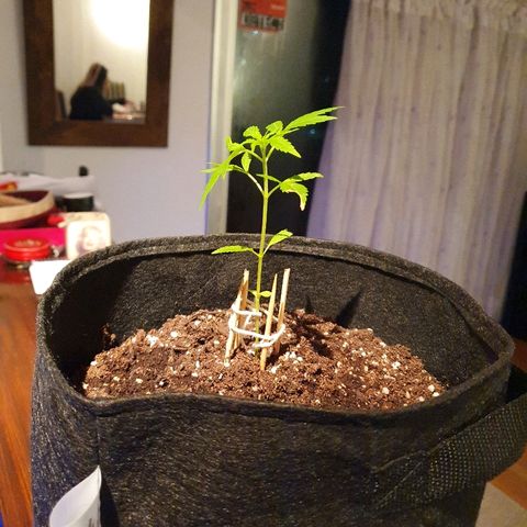 Easy growlog timeline photo