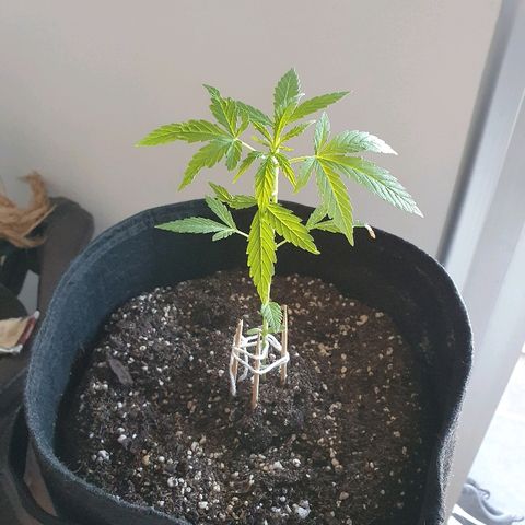 Easy growlog timeline photo