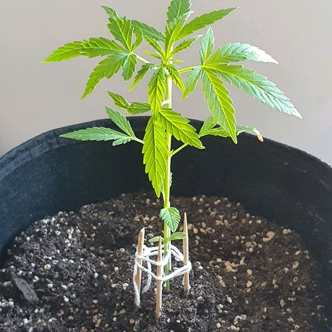 Easy growlog timeline photo
