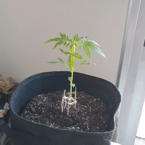 Easy growlog timeline photo