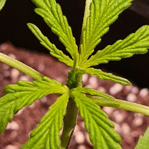 Easy growlog timeline photo