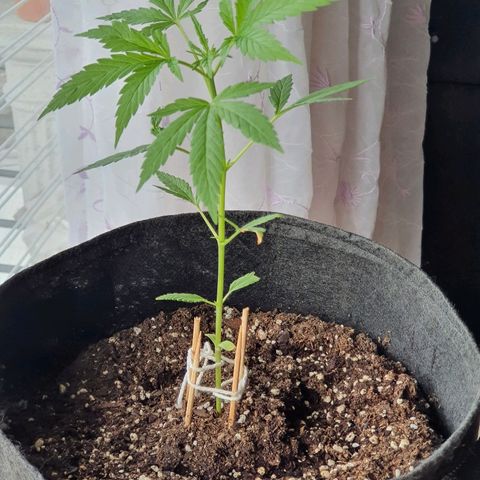 Easy growlog timeline photo