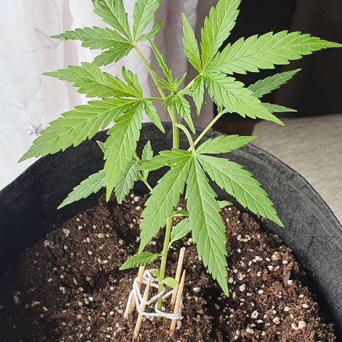 Easy growlog timeline photo