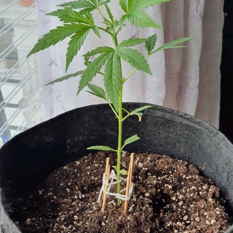 Easy growlog timeline photo