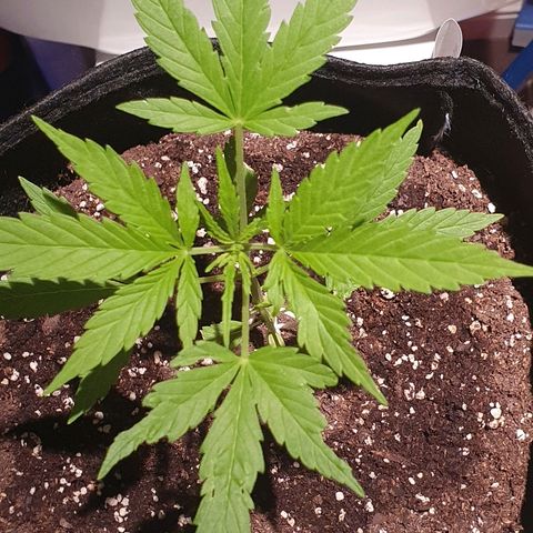 Easy growlog timeline photo
