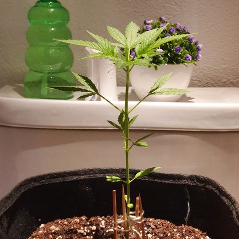 Easy growlog timeline photo
