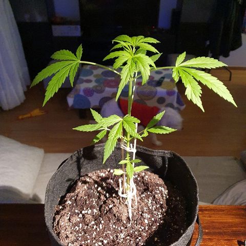 Easy growlog timeline photo