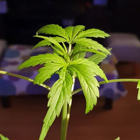 Easy growlog timeline photo