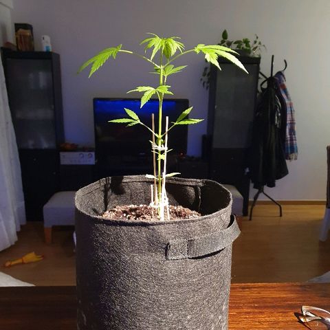 Easy growlog timeline photo