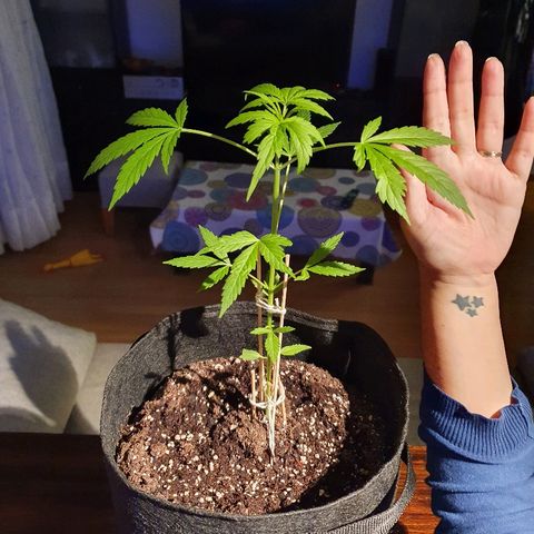 Easy growlog timeline photo