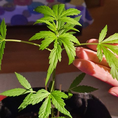 Easy growlog timeline photo