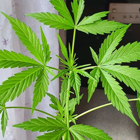 Easy growlog timeline photo