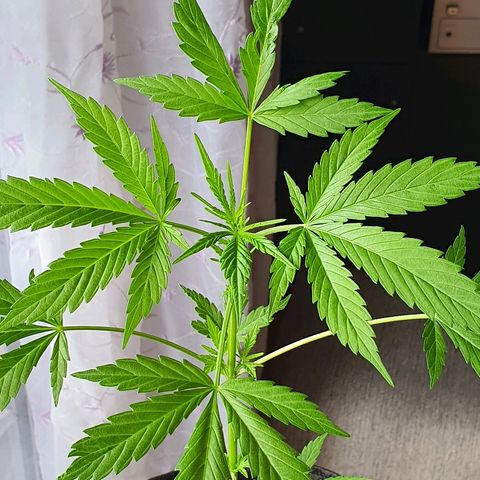 Easy growlog timeline photo