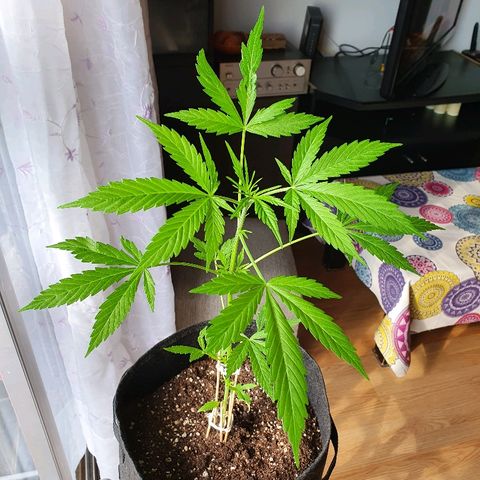 Easy growlog timeline photo