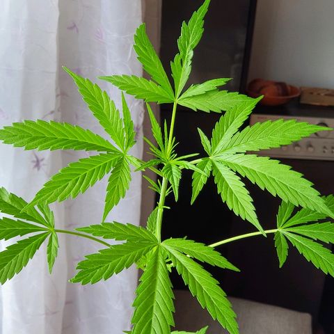 Easy growlog timeline photo