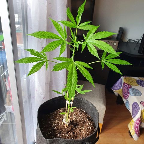 Easy growlog timeline photo