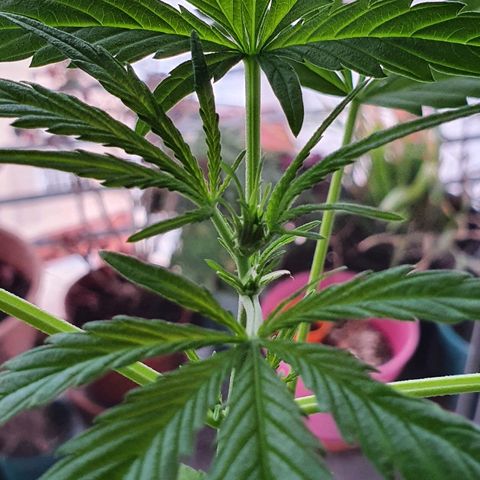 Easy growlog timeline photo