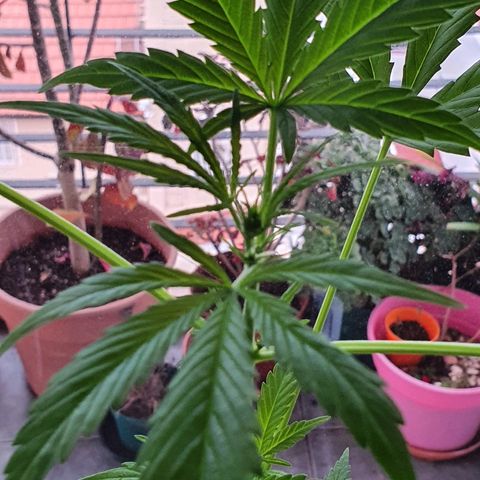 Easy growlog timeline photo