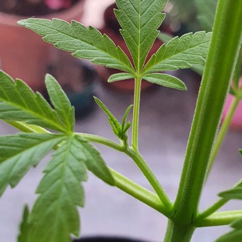 Easy growlog timeline photo