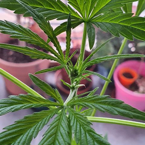 Easy growlog timeline photo