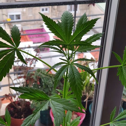 Easy growlog timeline photo