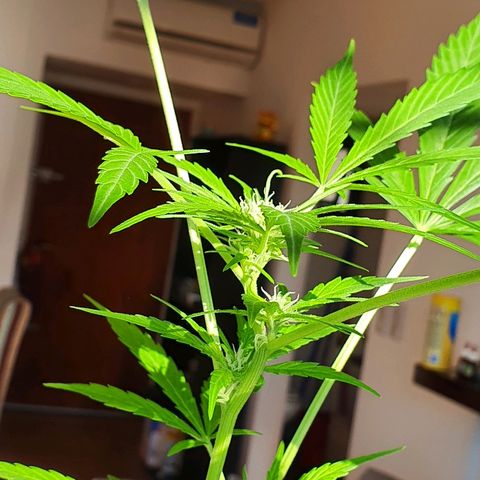 Easy growlog photo: 68cm