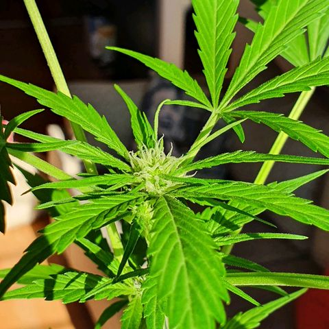 Easy growlog photo: 68cm