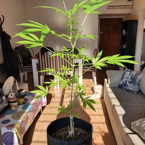 Easy growlog photo: 68cm