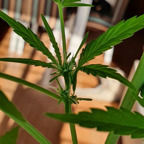Easy growlog photo: 68cm