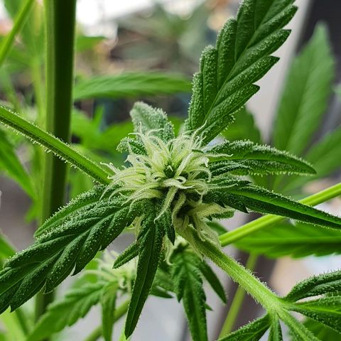 Easy growlog timeline photo