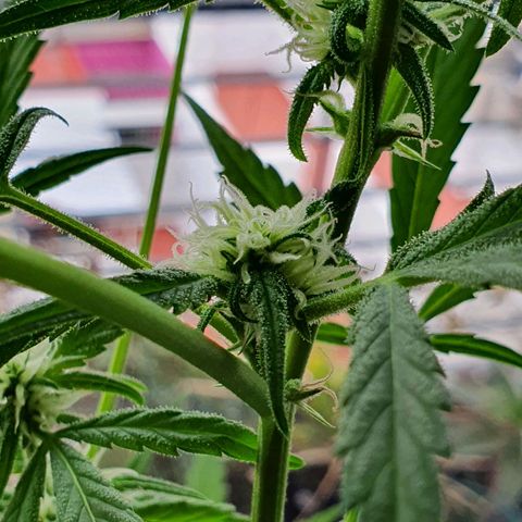 Easy growlog timeline photo