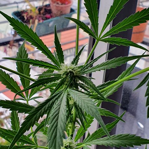 Easy growlog timeline photo