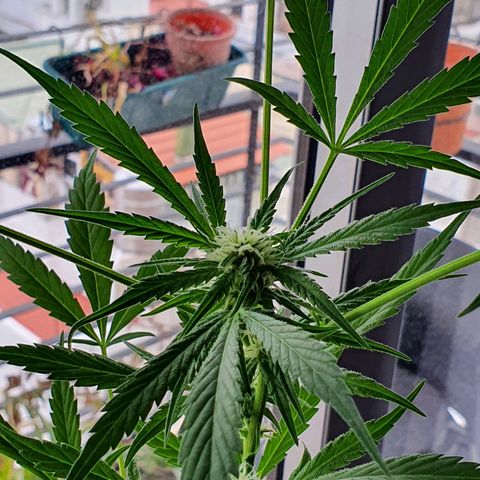Easy growlog timeline photo