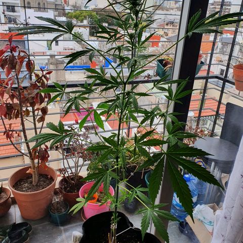 Easy growlog timeline photo