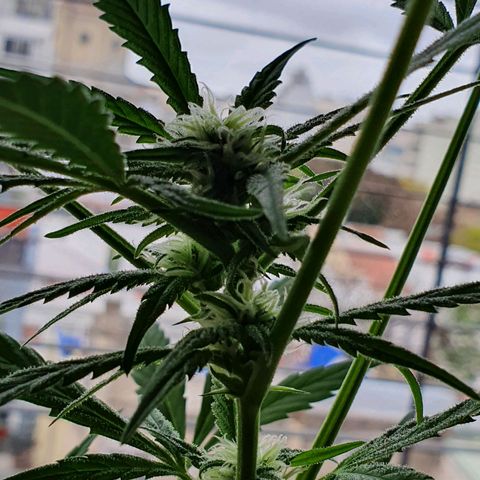 Easy growlog timeline photo