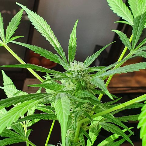 Easy growlog timeline photo