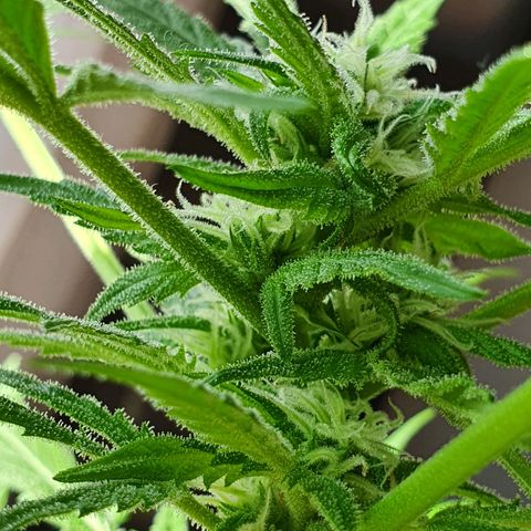 Easy growlog timeline photo