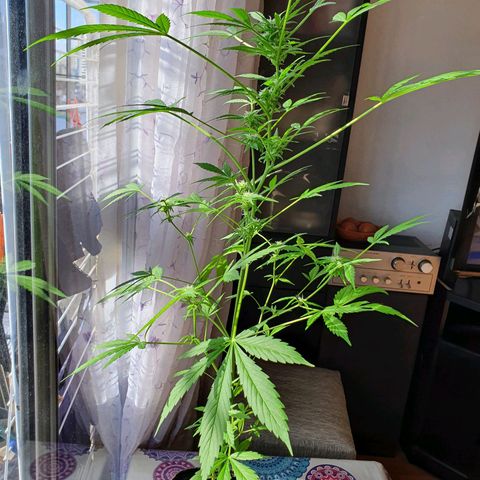 Easy growlog timeline photo