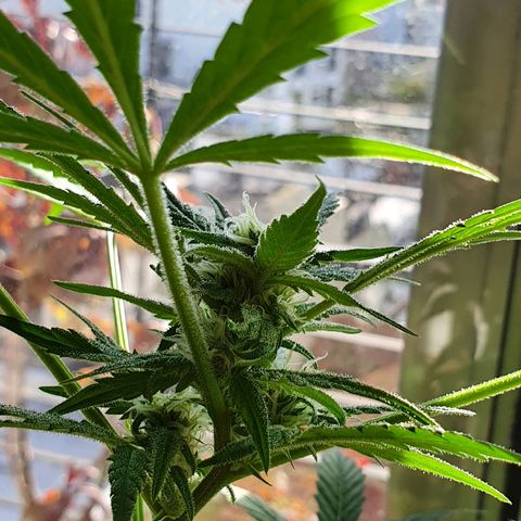 Easy growlog timeline photo