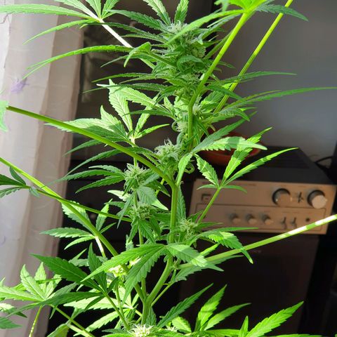 Easy growlog timeline photo