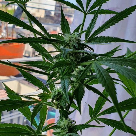 Easy growlog timeline photo