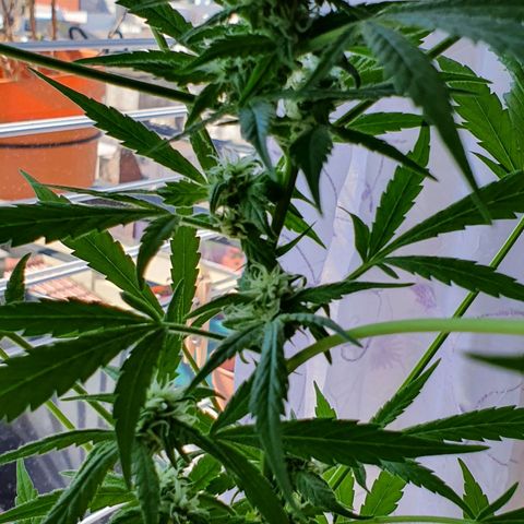 Easy growlog timeline photo