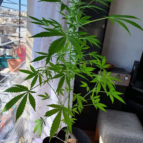 Easy growlog timeline photo