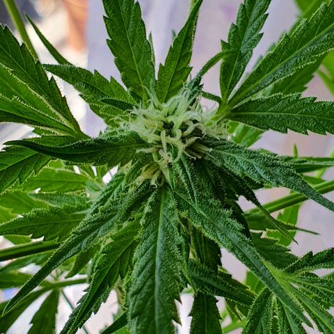 Easy growlog timeline photo