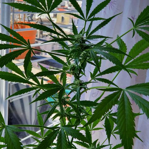 Easy growlog timeline photo