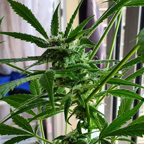 Easy growlog timeline photo