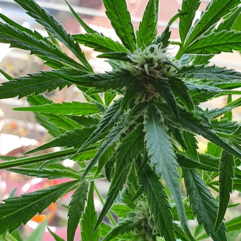 Easy growlog timeline photo