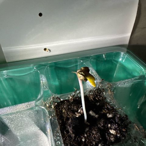 Lila Hilde growlog timeline photo