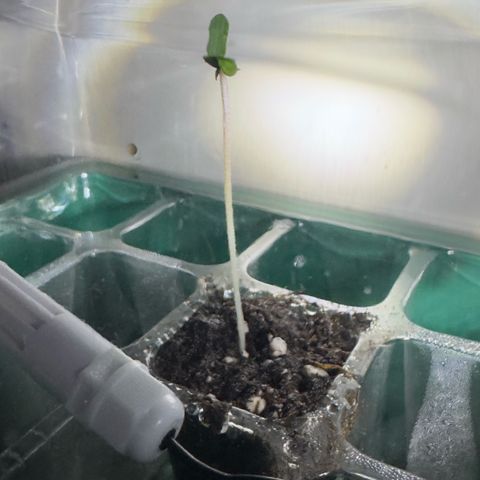 Lila Hilde growlog timeline photo